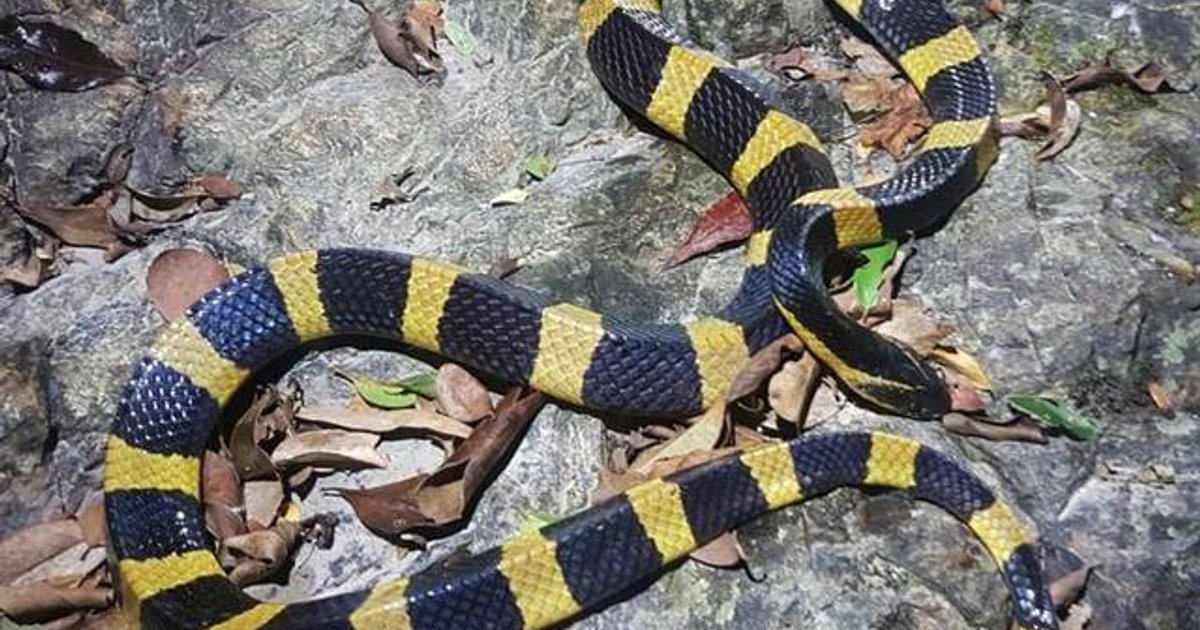 Snake Sightings Rise in Hong Kong Heat, Experts Defend Misunderstood Rodent Hunters