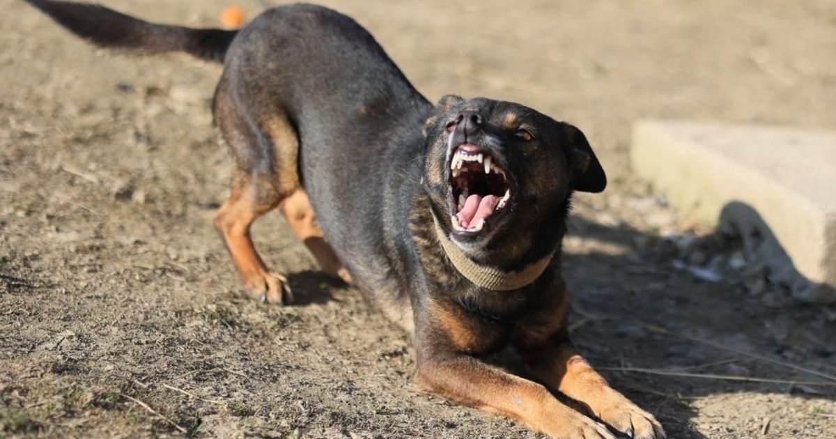 Anhui man used six dogs to maul neighbour