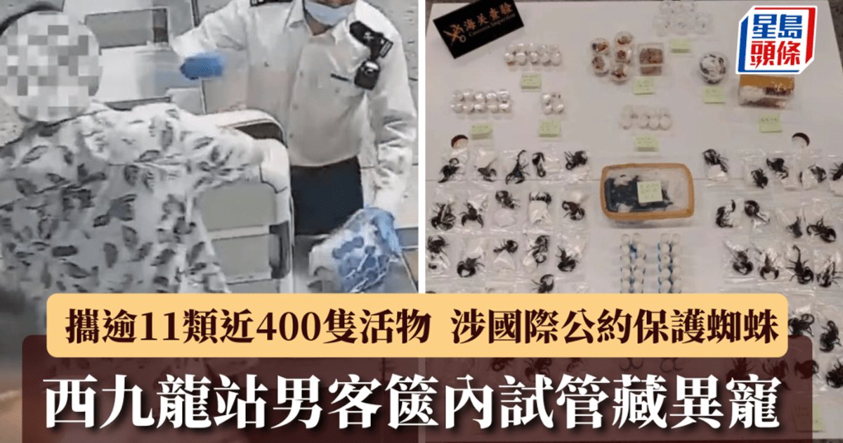 西九龙站查获近400只异宠　男子涉携濒危蜘蛛入境内地