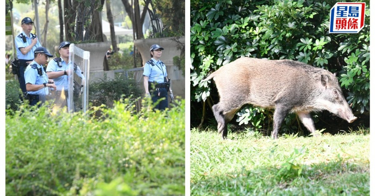 约1米长野猪闯入维园 警方戒备漁护围捕