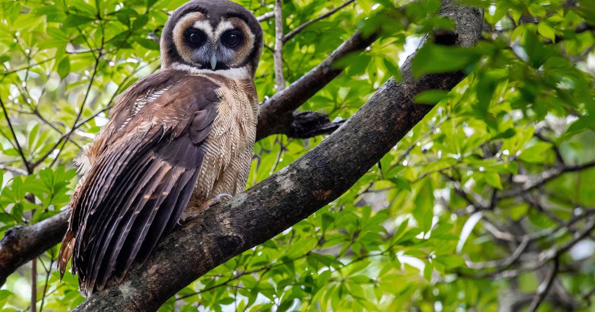Hong Kong Biodiversity Richer Than Known, Conservationists Call for Red List