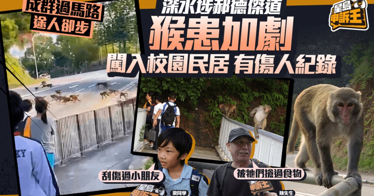 深水埗郝德傑道猴患加剧 闯入校园民居有伤人记录