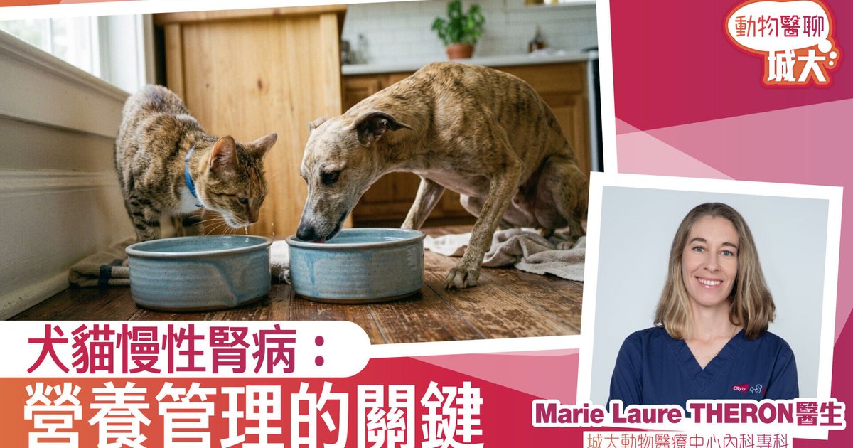 兽医专家呼吁:营养管理是延缓猫狗慢性肾病关键