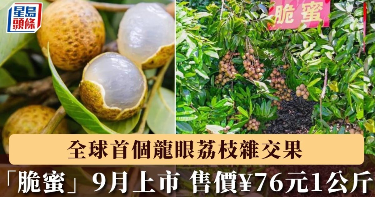 全球首创龙眼荔枝杂交新品种「脆蜜」九月上市　每公斤售76元人民币