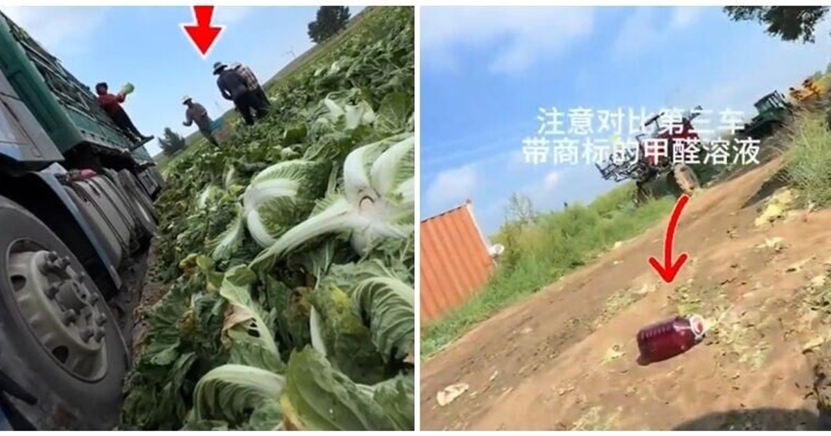 河北甲醛白菜风波 港食安中心加强检测 过往化验51,000样本无不合格
