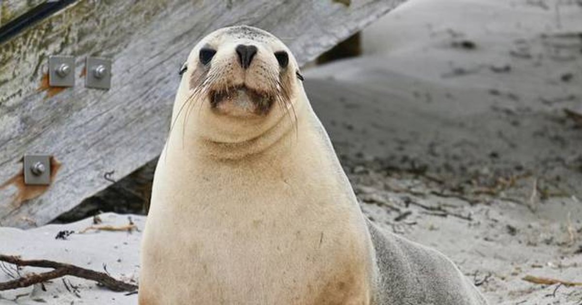 Australia Reports First H5N1 Bird Flu Detection in Sea Lion on Kangaroo Island