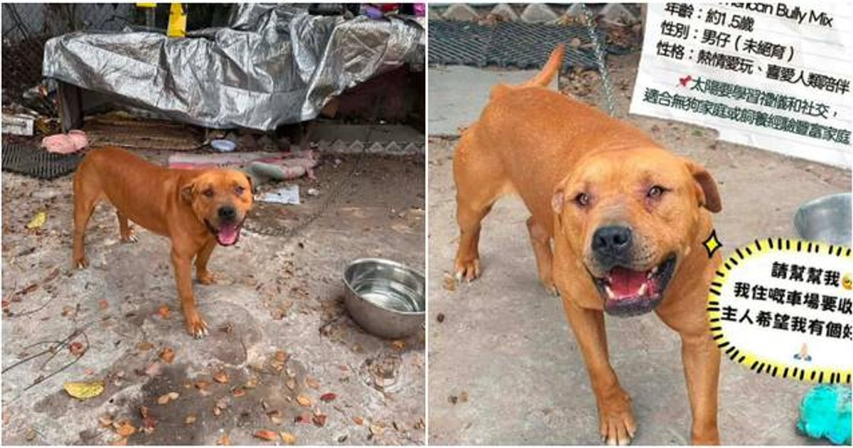 打鼓嶺寵物酒店咬死人 涉事狗隻屬格鬥犬混血 非一般唐狗