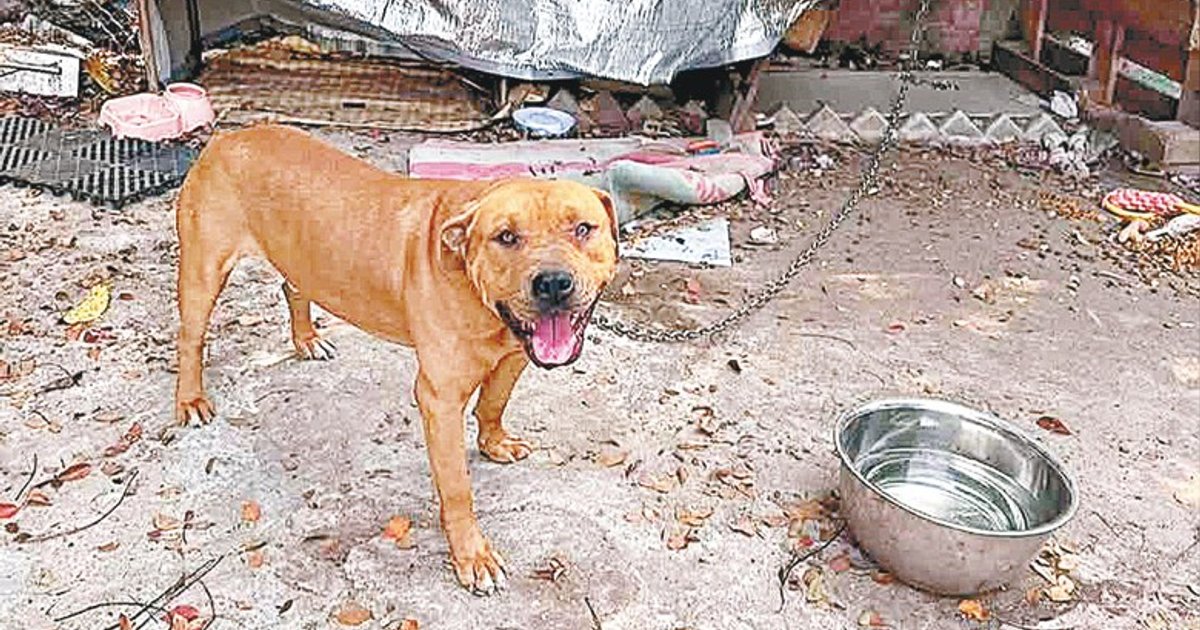 接連惡犬傷人咬死人 本港寵物業界震驚關注