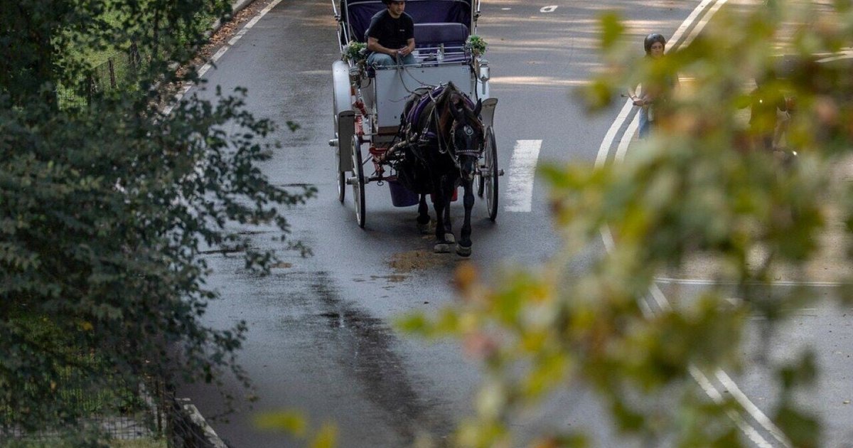 紐約中央公園觀光馬車2028年起禁營運