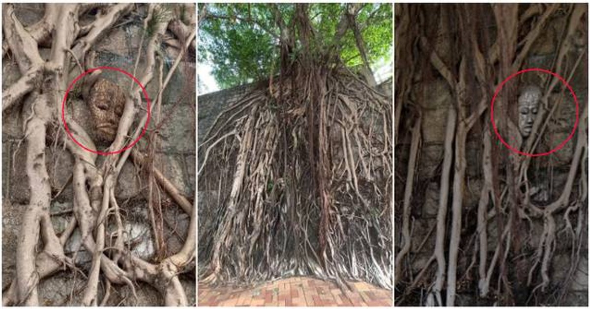 Mysterious Human-Faced Sculpture Discovered Among Tree Roots in Causeway Bay