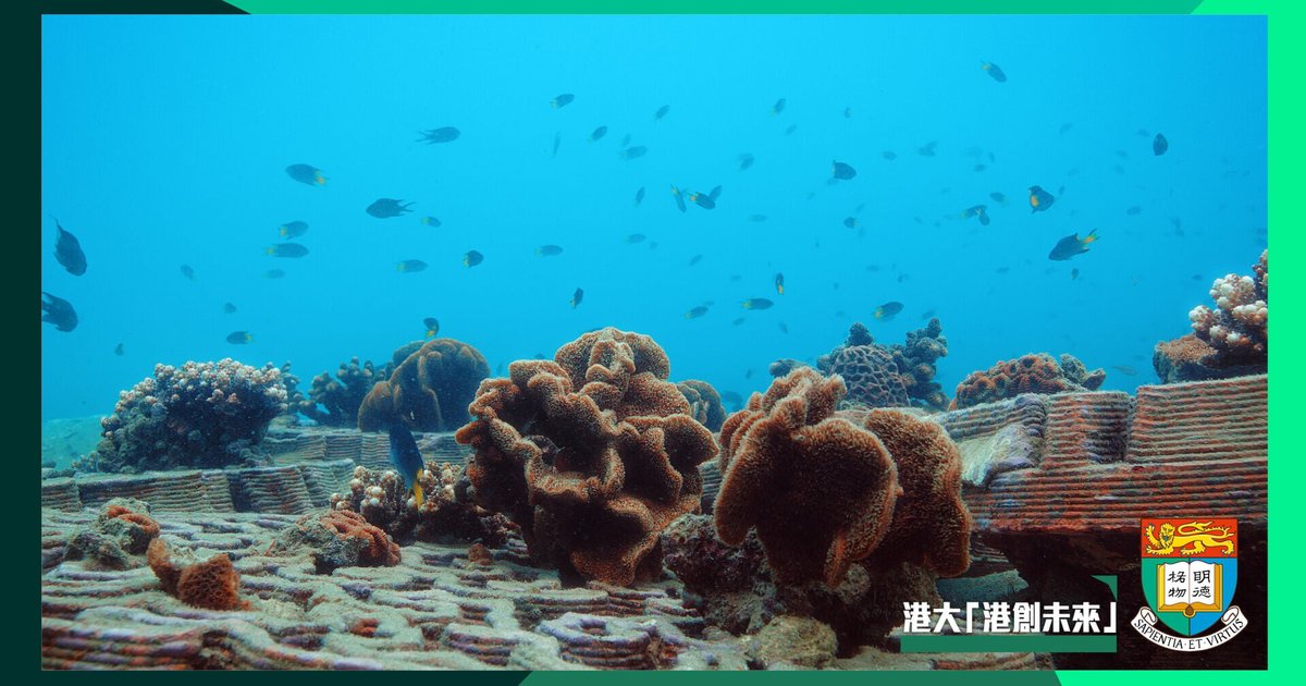 HKU team develops 3D-printed reef tiles for coral recovery