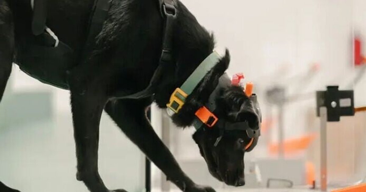 Dogs' Sense of Smell Combined With AI Detects 7 Cancer Types With 90% Accuracy