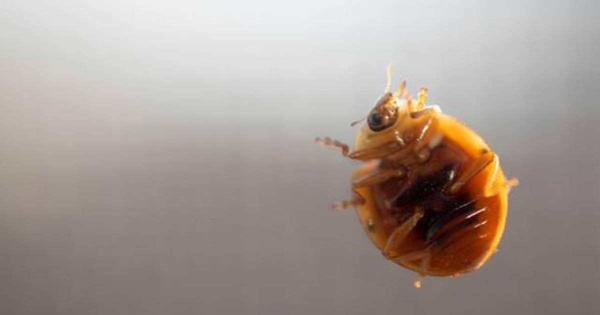 Qantas Boeing 787 Grounded After Bedbugs Found on Perth-Rome Flight