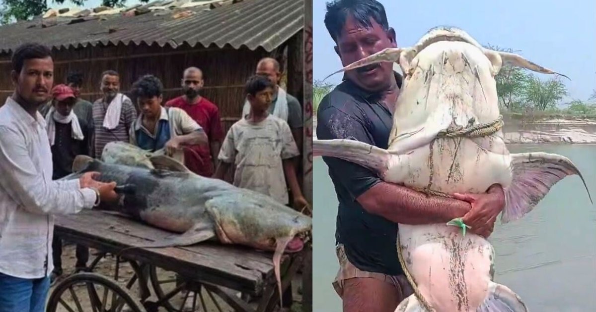 Unknown Fish Flood Into India From Tibet Landslide, Bihar Issues Health Warning