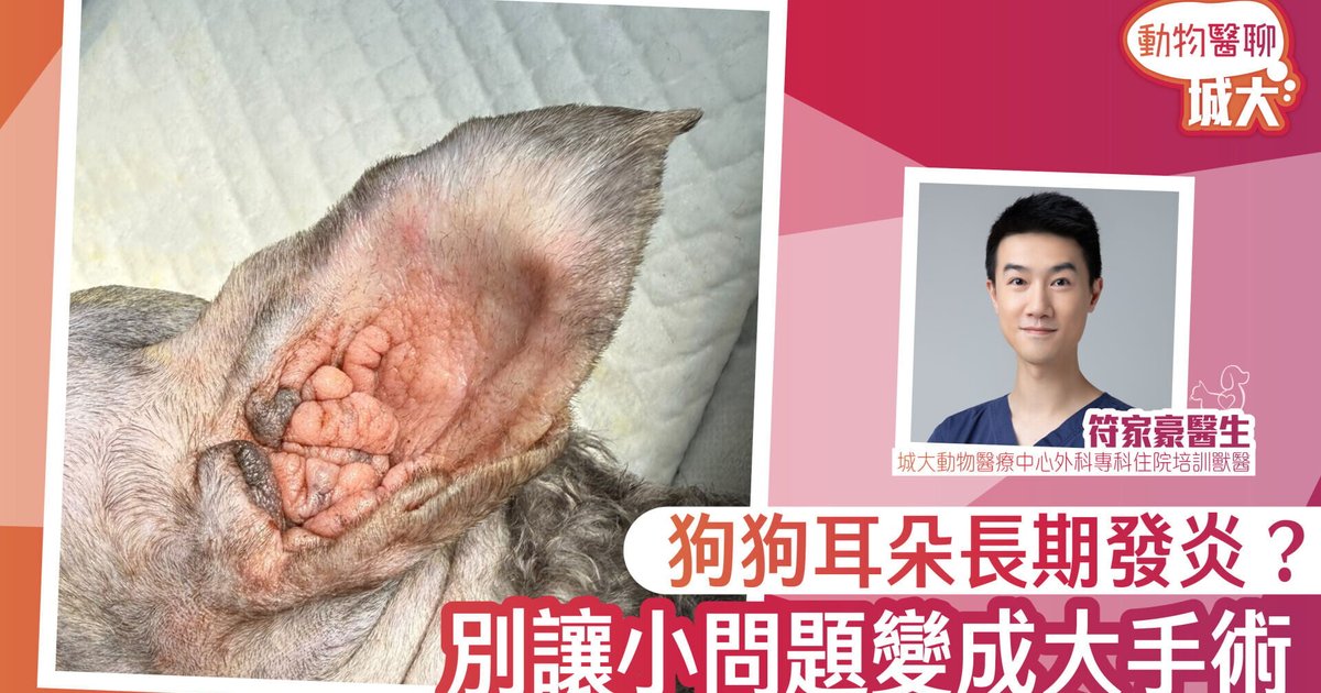 狗狗耳炎反覆發作 可由小病拖成大手術