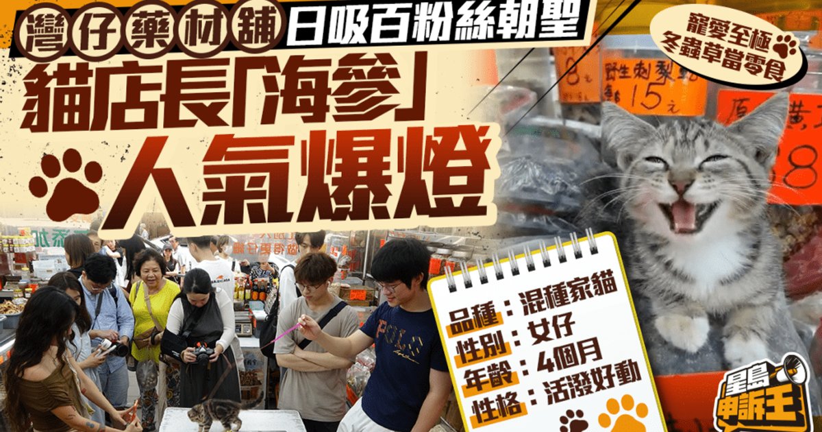 湾仔药材店猫店长「海参」爆红 日吸逾百粉丝朝圣