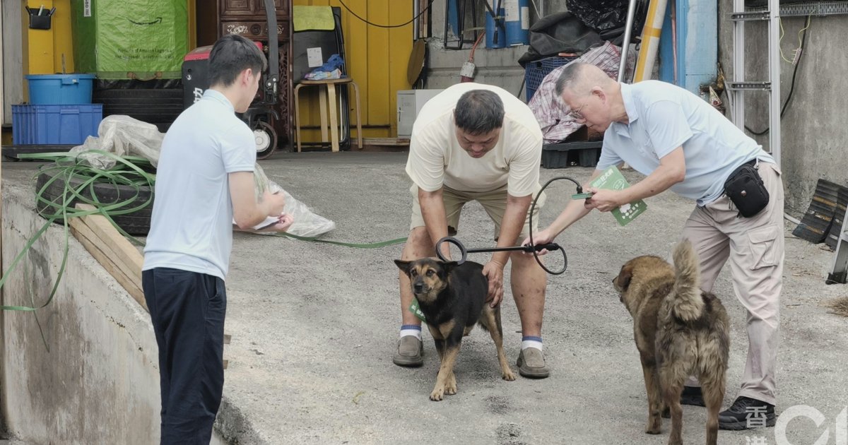 Hong Kong Stray Dog Crisis: Who Bears Responsibility When One Person Registers Hundreds of Dogs?