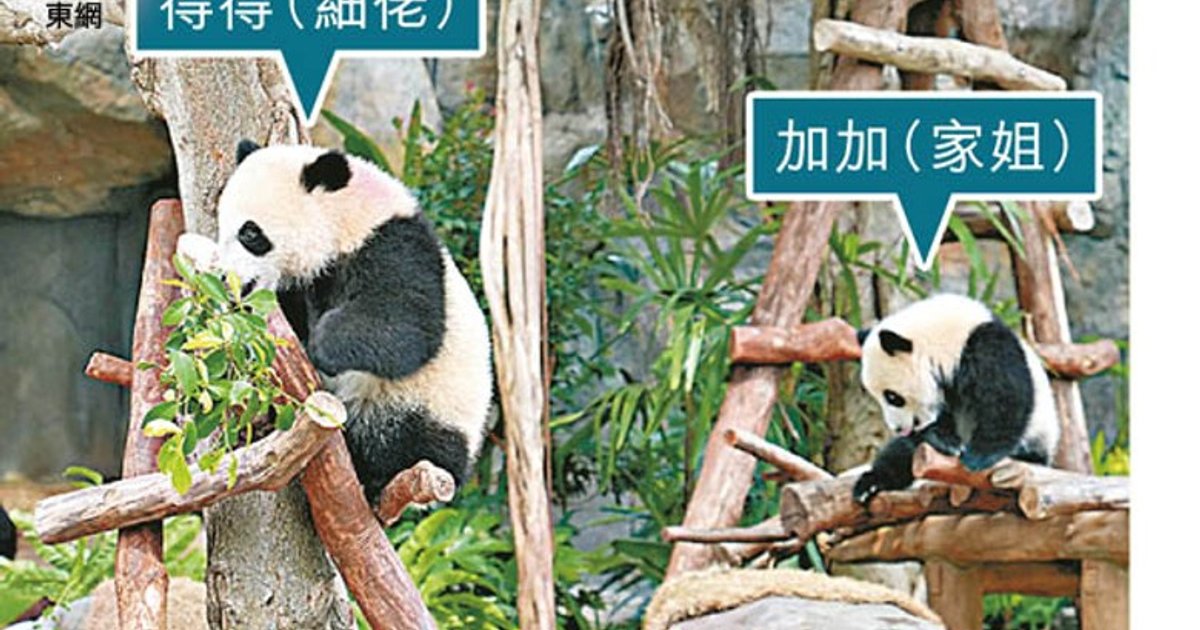 港產大熊貓龍鳳胎今迎兩歲生日 明年新館建成姊弟將分居