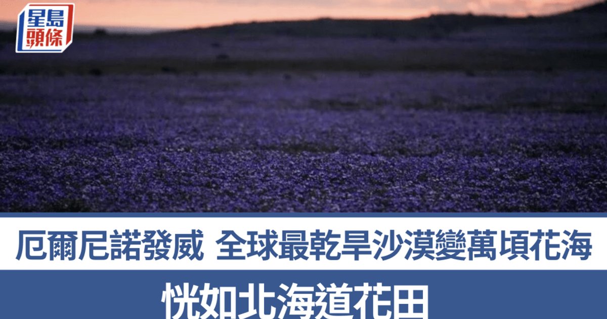 厄尔尼诺现象｜智利全球最干旱沙漠开满野花 如北海道花田