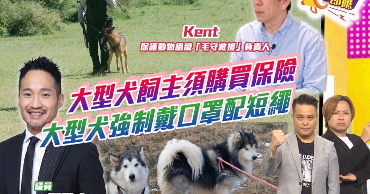 Hong Kong Proposes Dog Owner Demerit System After Rise in Attacks