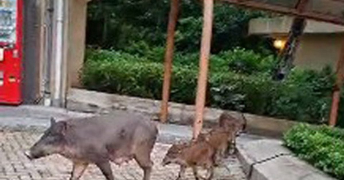 野猪频现市区屋邨 上半年逾540宗滋扰两伤人