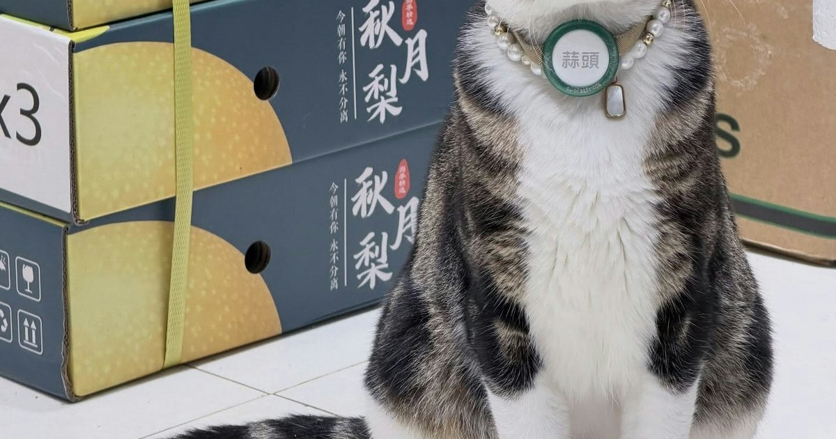 Happy Valley Cat Shop Manager 'Garlic' Found Dead on Canal Road Flyover