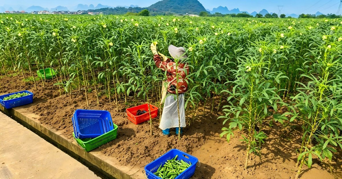 Guangxi Okra Reaches Hong Kong Markets in 10 Hours with 397 Safety Tests