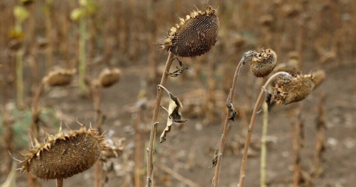 Super El Niño Alert: Near 100% Chance of Extreme Weather Through February