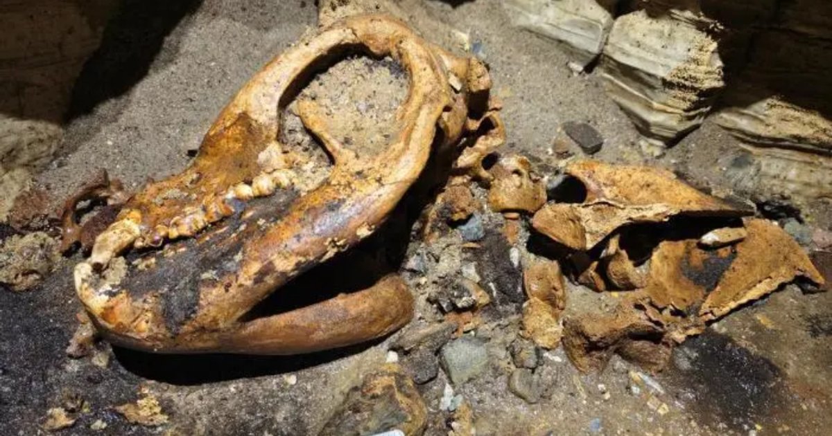61 Giant Panda Fossils Found in Asia's Longest Cave System in Guizhou
