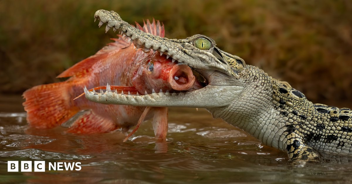 Man charged over fake AI crocodile image in Singapore