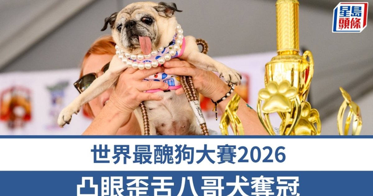 世界最丑狗大赛｜去年饮恨凸眼歪舌巴哥犬夺冠  曾被遗弃宣扬"领养代替购买"